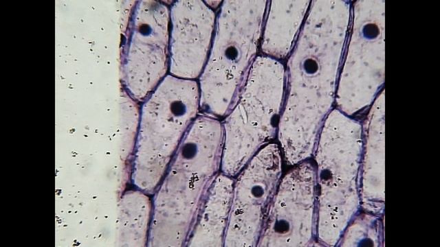 Epidermis onion under microscope - Bresser Biolux LCD смотреть онлайн