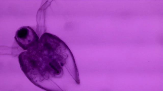 Дафния под микроскопом