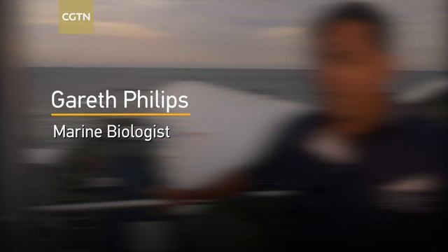 Biggest Coral Reseeding Project Launches On Great Barrier Reef