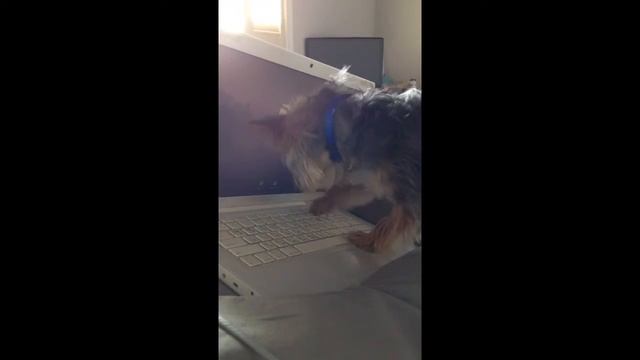 Yorkie trying to figure out an iMac смотреть онлайн