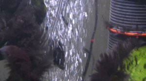 Eheim air pump 200 silent