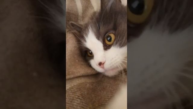 Ласковый Гоша ,кайфует на диване смотреть онлайн
