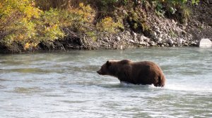 Медведи, как и люди, тоже любят лососевую икру.