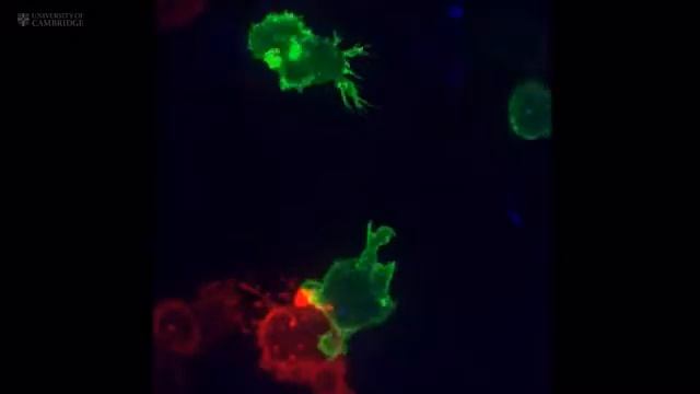 Синий цвет это раковая клетка