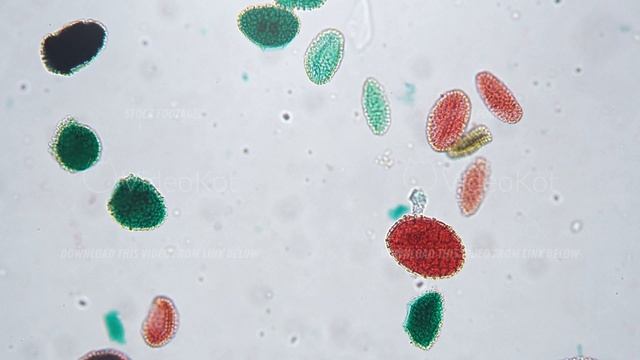 Microscope view 200x of green and red pollen germination whole mount on bright field смотреть онлайн