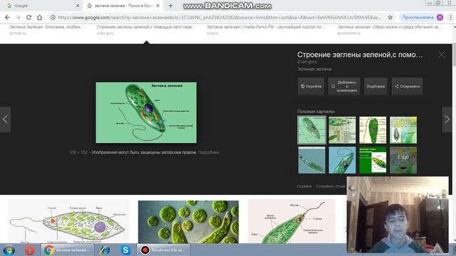 биология  эвглена  зеленая.