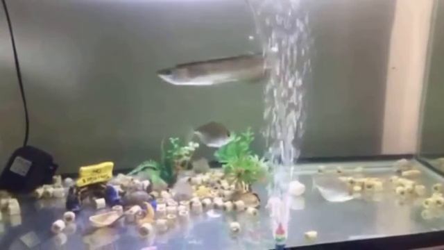 Feeding pellets and super worms - Silver Arowana, Jardinis, Flowerhorns and Cichlids смотреть онлайн