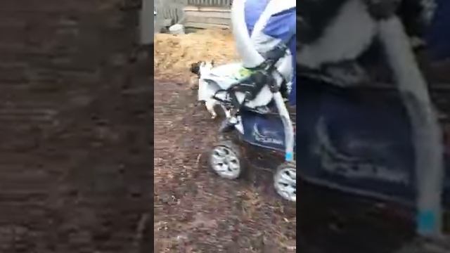 Фортуна, Майбах и Мира смотреть онлайн