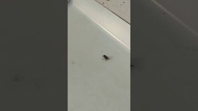 Эволюция мух. Зимовка на подоконнике. смотреть онлайн