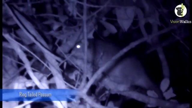 Virtual Nature: Nocturnal Wildlife смотреть онлайн
