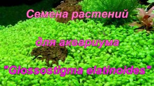 Семена растений для аквариума "Glossostigma elatinoides".