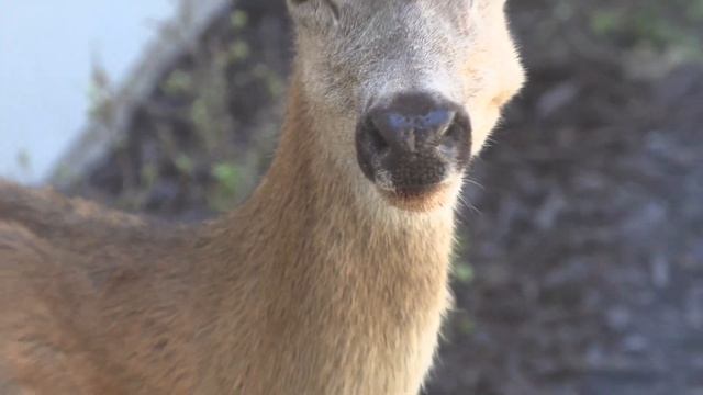 The Deer Outside My Old Office Window (Baby!) смотреть онлайн