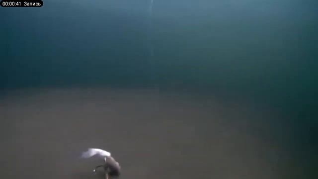 огромный налим поклёвка огромнава налима на камеру под водой #shortvideo #ловим_рыбу #fishing смотреть онлайн