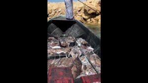 Поймал Огромного Сома на Куриную Грудку, Русская смекалка в деле