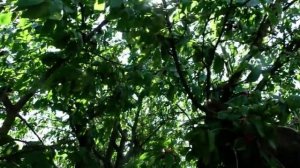 Как уберечь красную черешню от птиц?