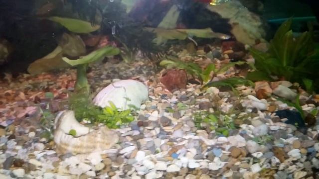 Почвопокровные растения с aliexpress выросли!!!! смотреть онлайн