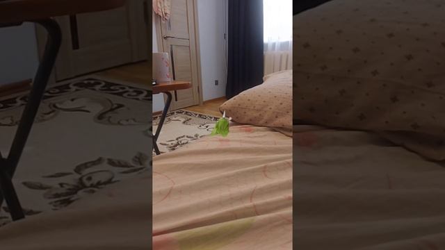 куда он пропал? смотреть онлайн