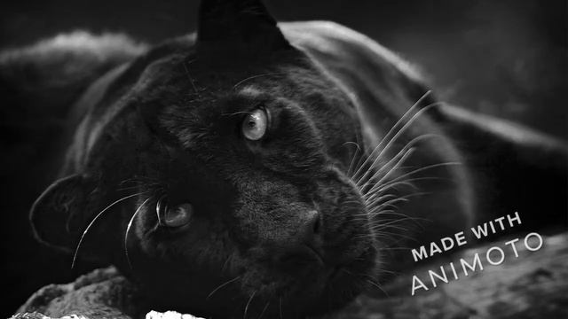 Black panther wallpapers 4k - Download link in description смотреть онлайн