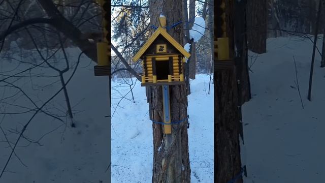 Белочка в кормушке хомячит семечки смотреть онлайн