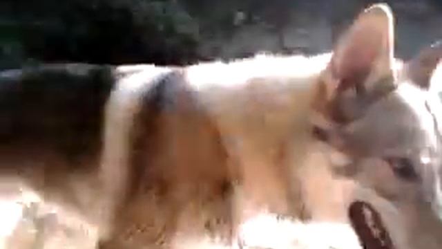 seth nel torrente cormor - cane lupo cecoslovacco смотреть онлайн