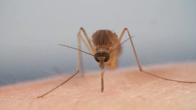 Для чего комарам нужны 6 иголок смотреть онлайн