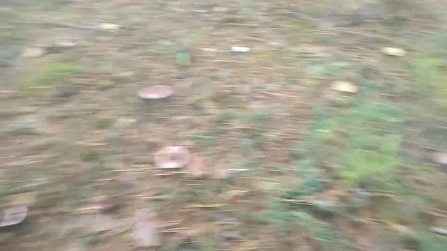 Поход за грибами,пресек запретную зону,кухня. смотреть онлайн