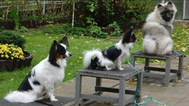 ДТ - 440. Кеесхонд, папильоны, корги. Дистанция и правильные  прыжки.