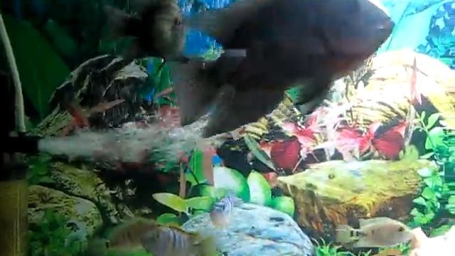 aquarium,,.wmv смотреть онлайн