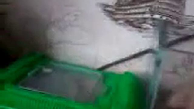 ,мои Тритоны