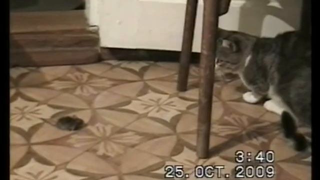 кот и мышь смотреть онлайн