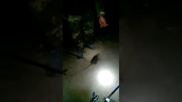 Ловили рыбу а поймали..... смотреть онлайн