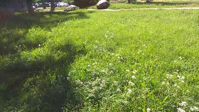 Одуванчиков парашюты смотреть онлайн