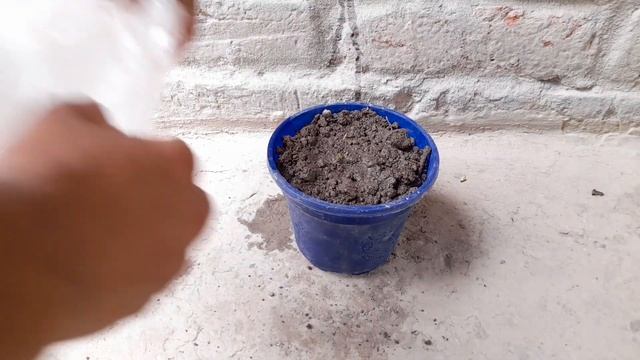 How To Grow Sugar Apple Tree Use Aloe Vera | Best Method Grafting Custard Apple Tree Use Aloe Vera смотреть онлайн