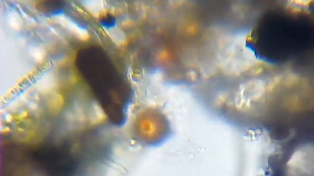 Micro Discoveries - Feeding Rotifer