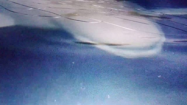 Белуха в московском зоопарке.