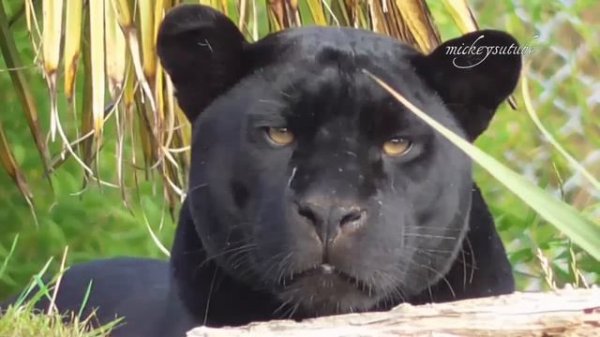 Black Jaguar Death Stare