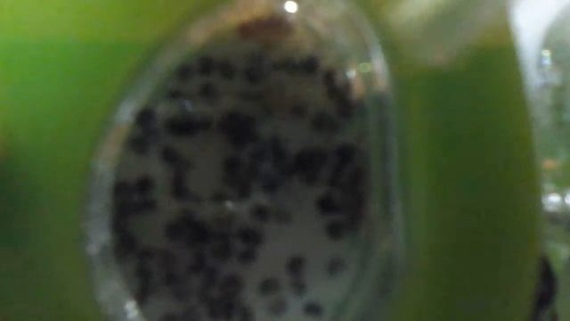 #3 Муравьиная ферма Наблюдаем смотреть онлайн