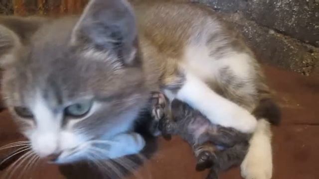 мордочка :3 смотреть онлайн