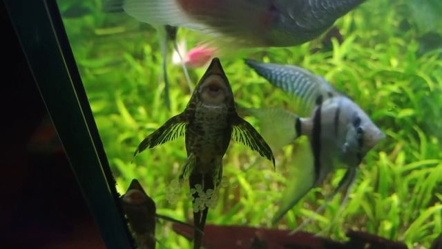 Как стурисома мечет икру. смотреть онлайн