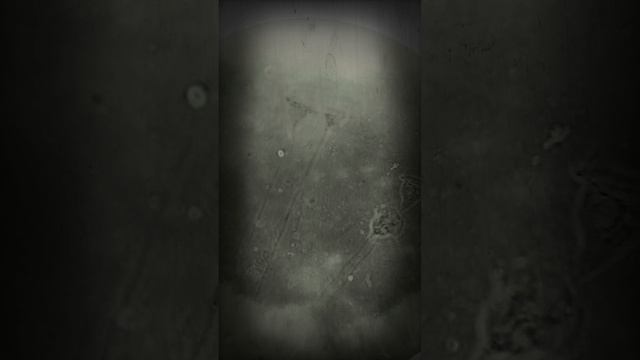 Инфузория сувойка смотреть онлайн