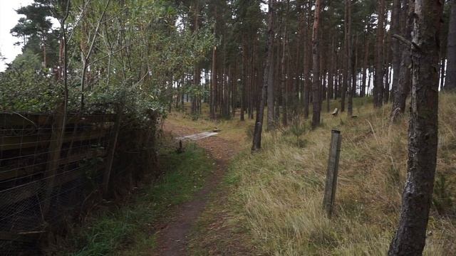 Thinking in the Forest смотреть онлайн