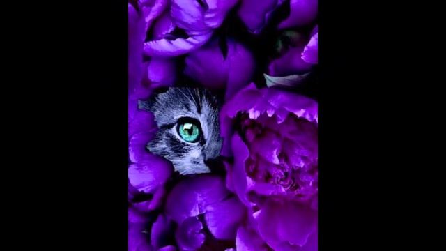 Iphone MINI Wallpaper by Trésors du Monde Inc HD 1080p смотреть онлайн