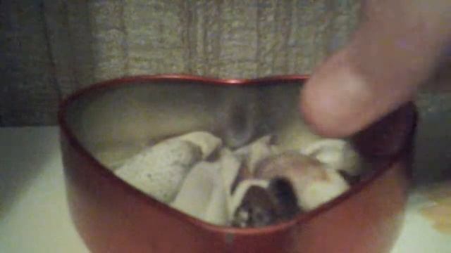 Мои ракушки из Израиля!!! смотреть онлайн