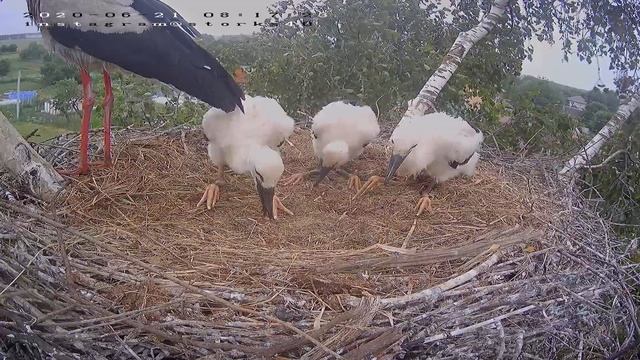 Птенцы аиста отнимают огромного ужа друг у друга. смотреть онлайн