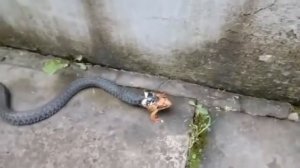 змея ест лягушку