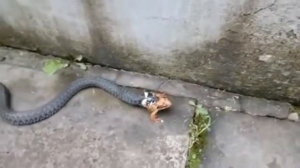 змея ест лягушку