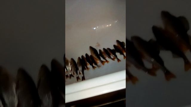 7 января 2021 г.приход нашего папы с рыбалки готовая таранка  живая рыба