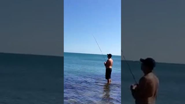 ловим на черном море ставридку саргана горбыля рыбу собачку крабов бычков пеленгаса кефаль . смотреть онлайн