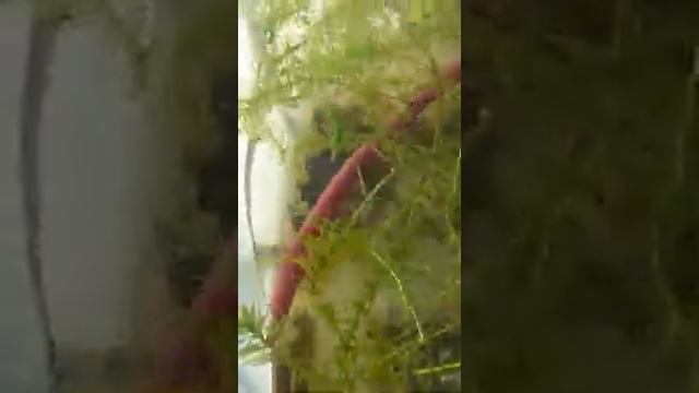 Разводня Аквариумных рыбок смотреть онлайн