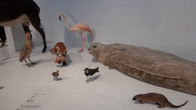 🦖 Museum of Natural Sciences in Brussels - Королевский Бельгийский институт естественных наук 🦕 смотреть онлайн